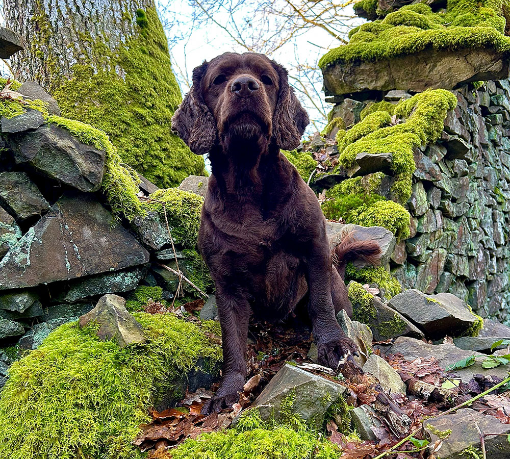 Dog Photography